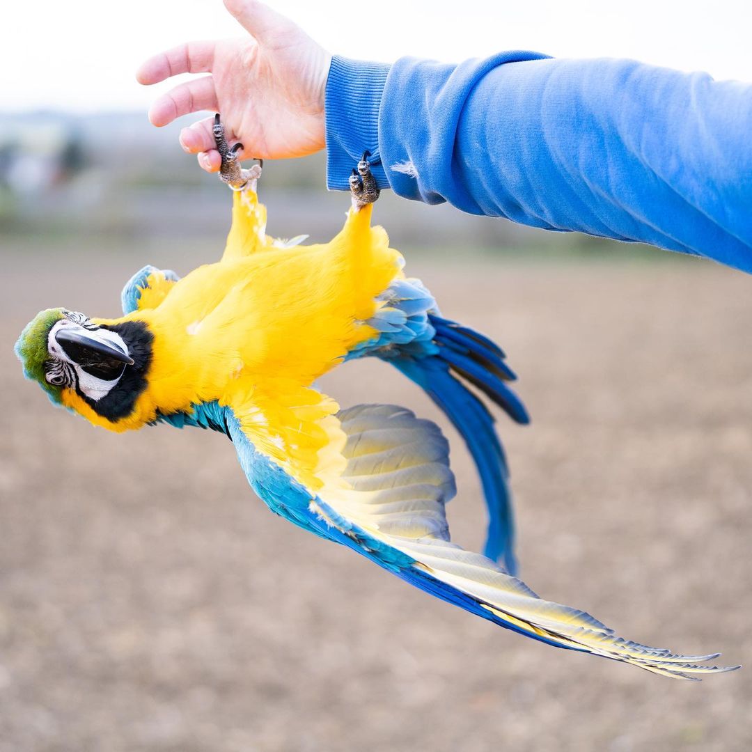 MACAWS FOR SALE