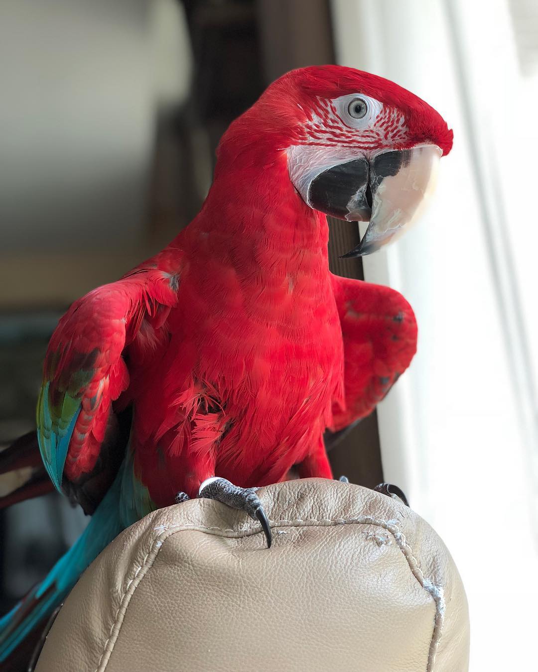 MACAW FOR SALE